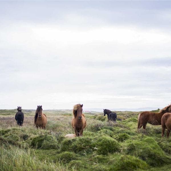 Jeu Mémo Animaux Sauvages